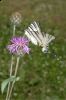 _MG_1562-Edit.jpg