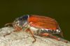 _MG_1843-Edit.jpg