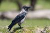 _MG_2241-Edit.jpg