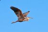 _MG_2260-Edit.jpg