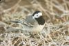 _MG_2266.jpg