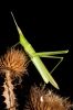 _MG_3758-Edit.jpg
