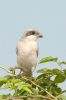 _MG_3926-Edit.jpg