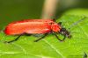 _MG_4950.jpg