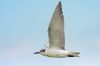 _MG_5254-Edit.jpg