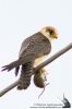 _MG_5255.jpg