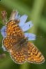 _MG_5260-Edit.jpg