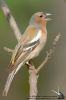 _MG_5567w.jpg