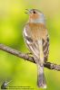_MG_5591w.jpg