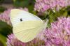 _MG_5735-Edit.jpg