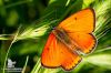 _MG_5870w.jpg
