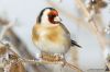 _MG_5950.jpg