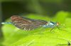 _MG_6037.jpg