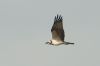 _MG_6076-Edit-Edit-Edit.jpg