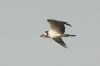 _MG_6077-Edit-Edit.jpg
