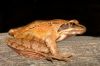 _MG_7056-Edit.jpg