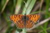 _MG_7273-Edit.jpg