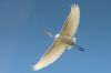 _MG_7454-Edit.jpg