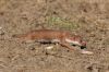 _MG_7482-Edit-Edit.jpg