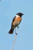 _MG_7549-Edit-Edit.jpg