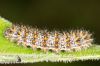 _MG_7592.jpg