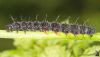 _MG_7602.jpg