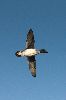 _MG_7732-Edit-4-Edit.gif