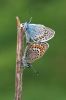 _MG_7812-Edit.jpg