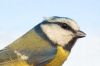 _MG_8511-Edit.jpg