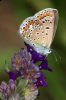 _MG_8761-Edit.jpg
