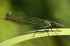 _MG_8896-Edit.jpg