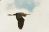 _MG_8979-Edit.jpg