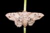 _MG_9087-Edit.jpg