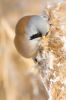 _MG_9218-Edit.jpg