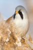 _MG_9254-Edit.jpg