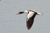 _MG_9274-Edit.jpg