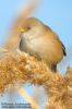 _MG_9322-Edit.jpg
