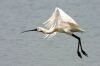 _MG_9380-Edit.jpg