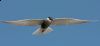 _MG_9606-Edit.jpg
