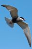 _MG_9611-Edit.jpg