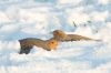 _MG_9626-Edit.jpg
