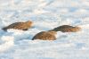 _MG_9629-Edit.jpg