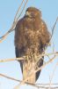 _MG_9670-Edit.jpg
