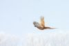 _MG_9710-Edit.jpg