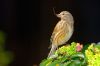_MG_9904.jpg