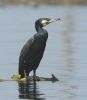 cormoran~1.jpg