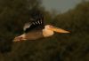 pelican_comun_5.jpg